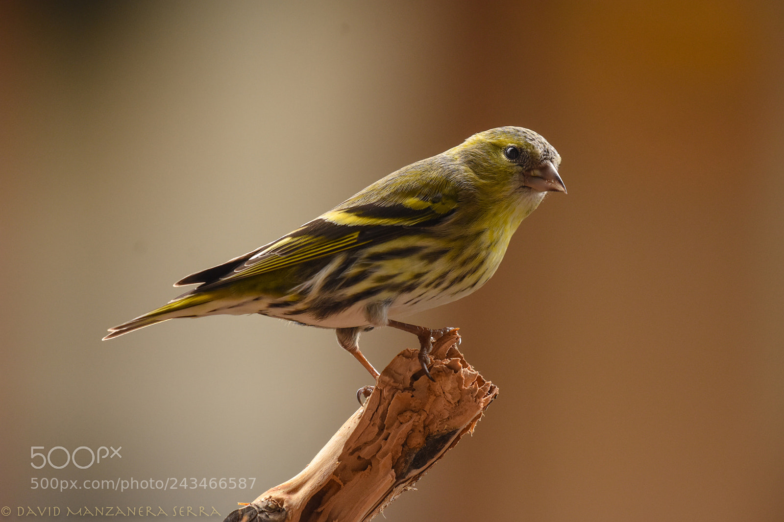 Nikon D7200 sample photo. Urban birds photography