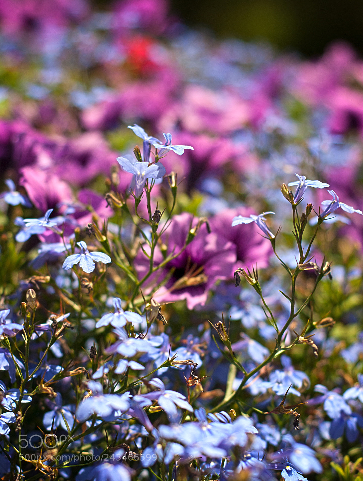 Nikon D80 sample photo. Nature's palette photography