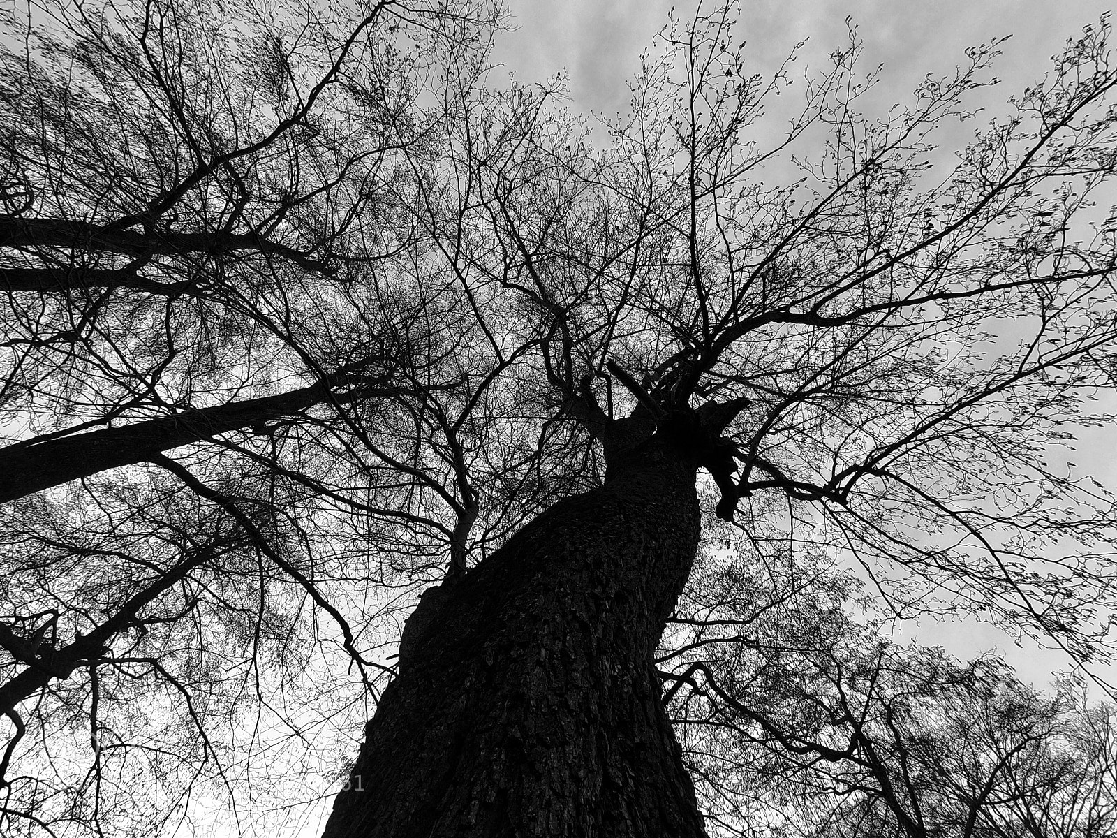 GoPro Hero6 Black sample photo. Tree photography