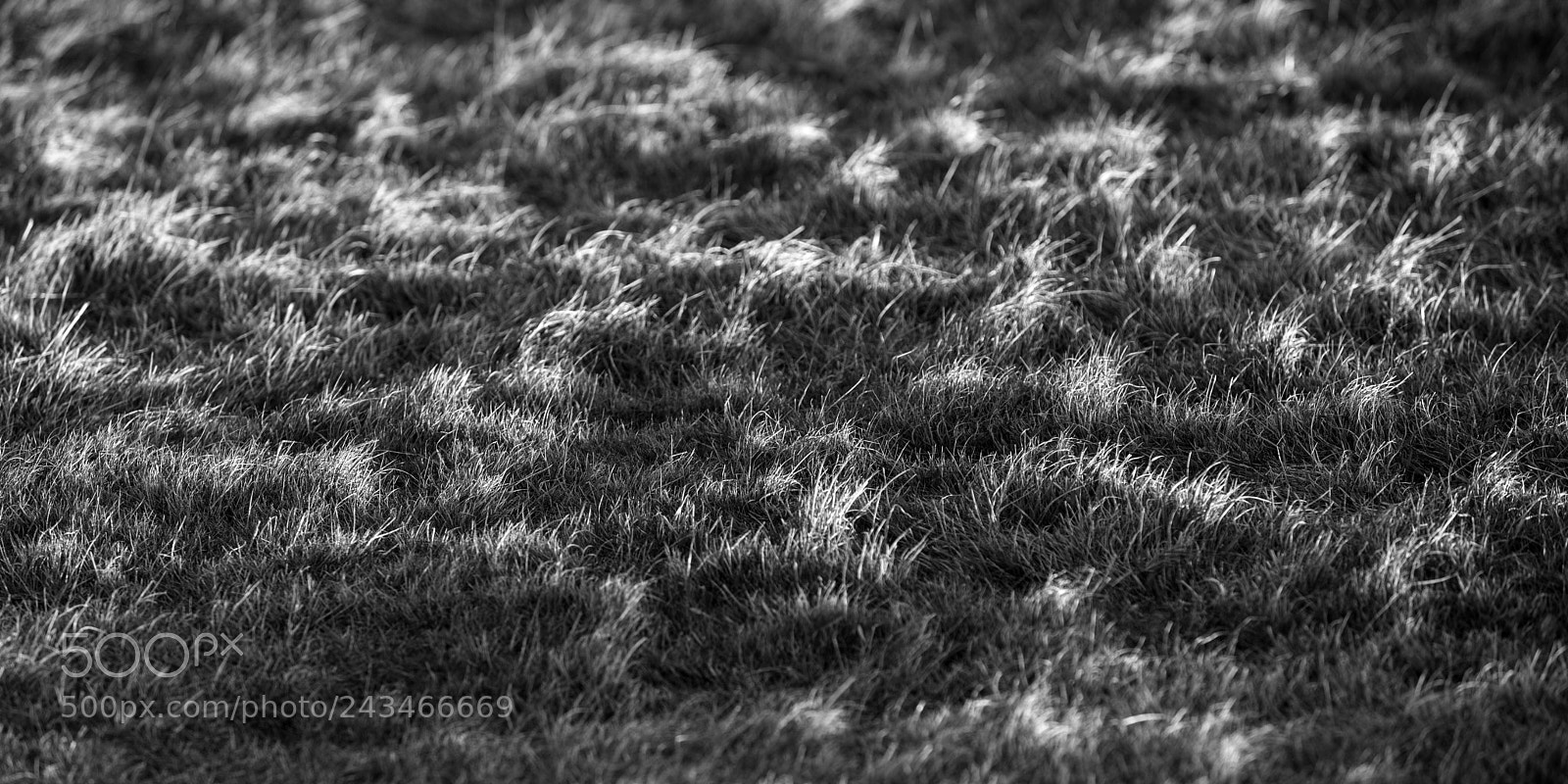 Canon EOS 6D Mark II sample photo. Sun tipped grass. photography