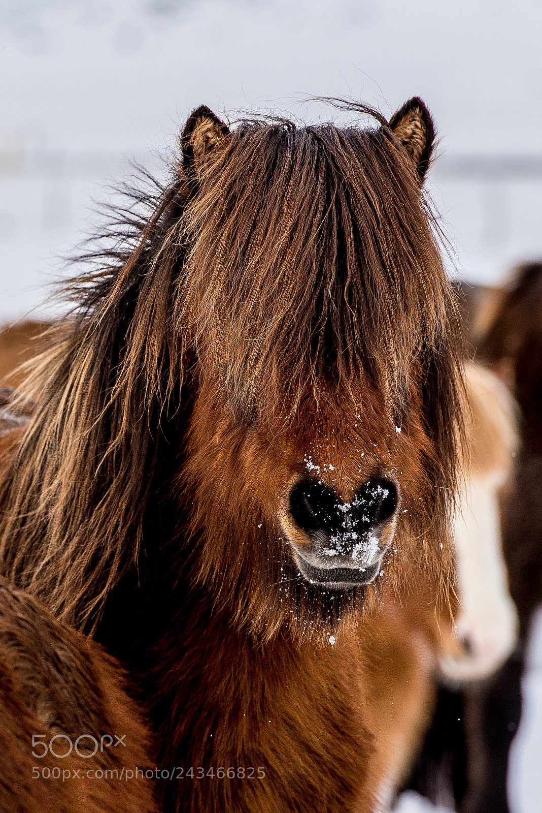 Nikon D610 sample photo. Cheval islandais photography