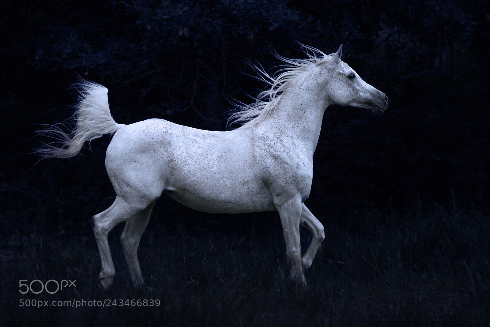 Nikon D610 sample photo. White horse photography