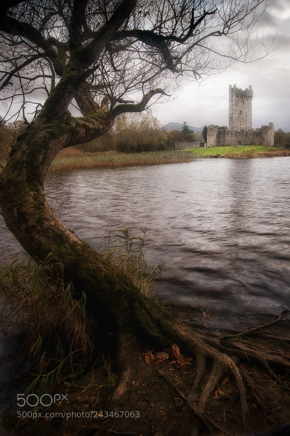 Nikon D700 sample photo. Ross castle with tree photography