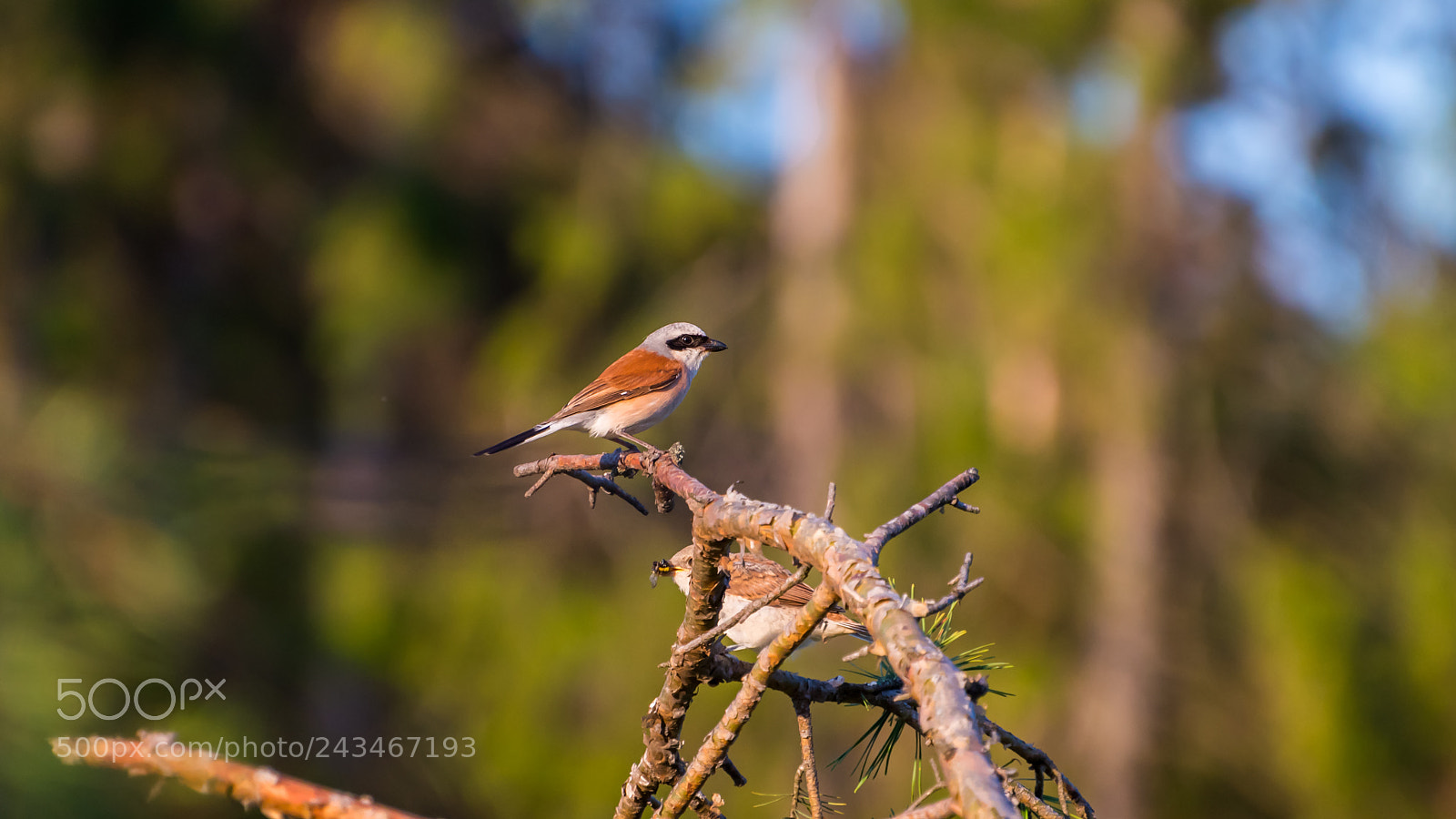Nikon D810 sample photo. Red-backed shrikes. photography