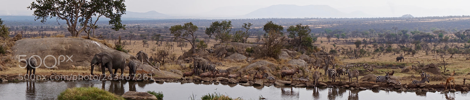 Sony Alpha a5000 (ILCE 5000) sample photo. Animal meeting at serengeti photography