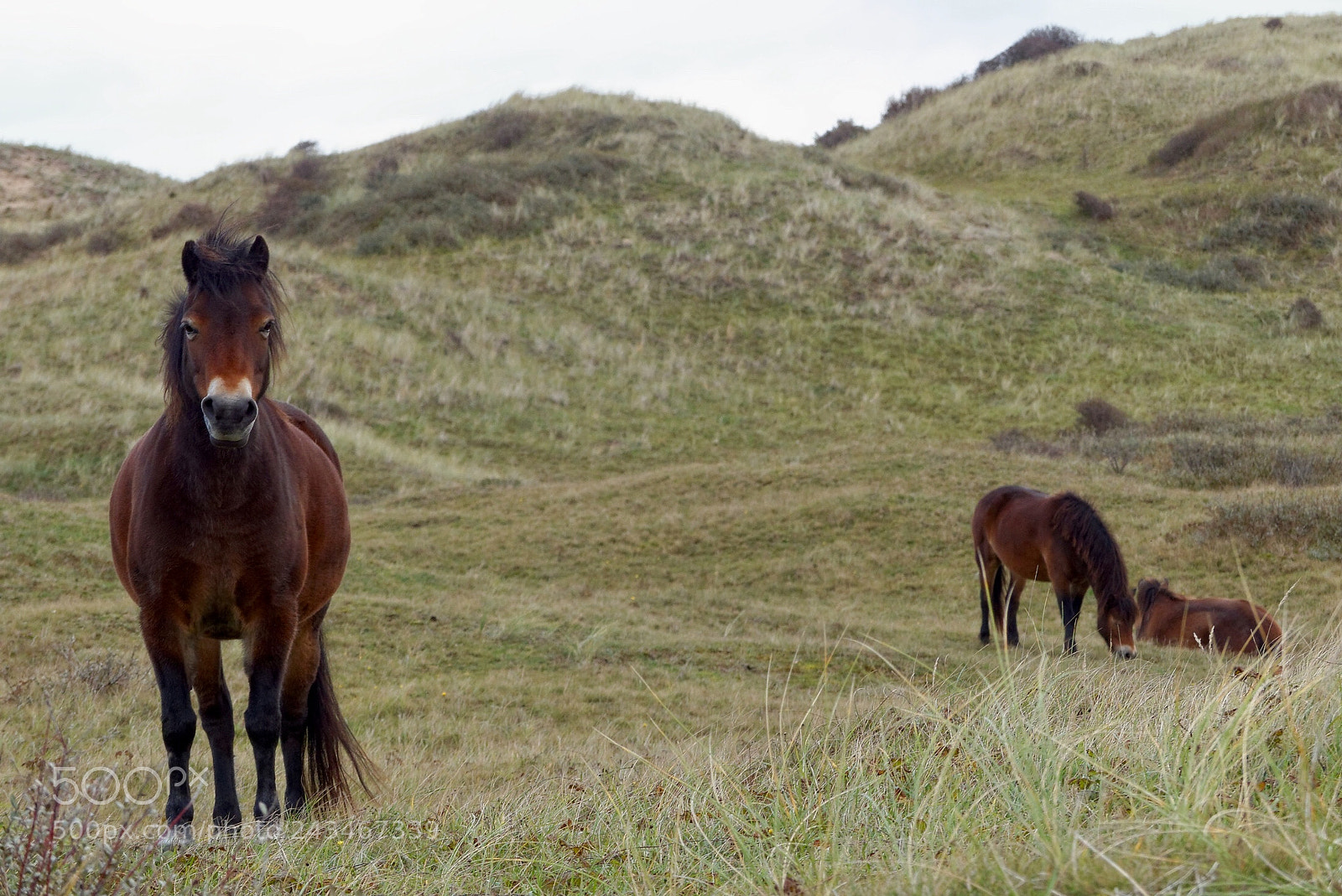 Panasonic Lumix DMC-FZ200 sample photo. Iceland pony’s photography