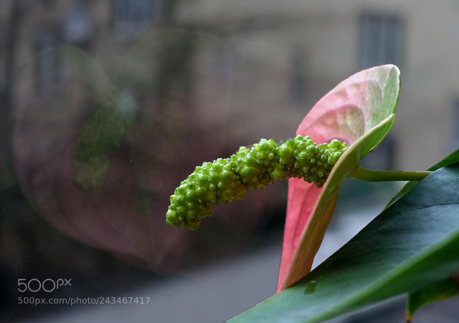 Sony Cyber-shot DSC-RX100 III sample photo. Flamingo photography