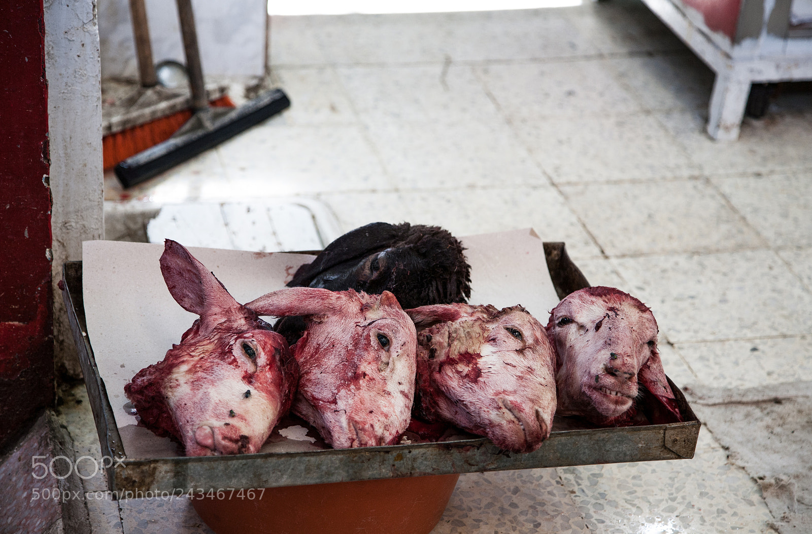 Canon EOS 5D sample photo. Heads of lambs photography