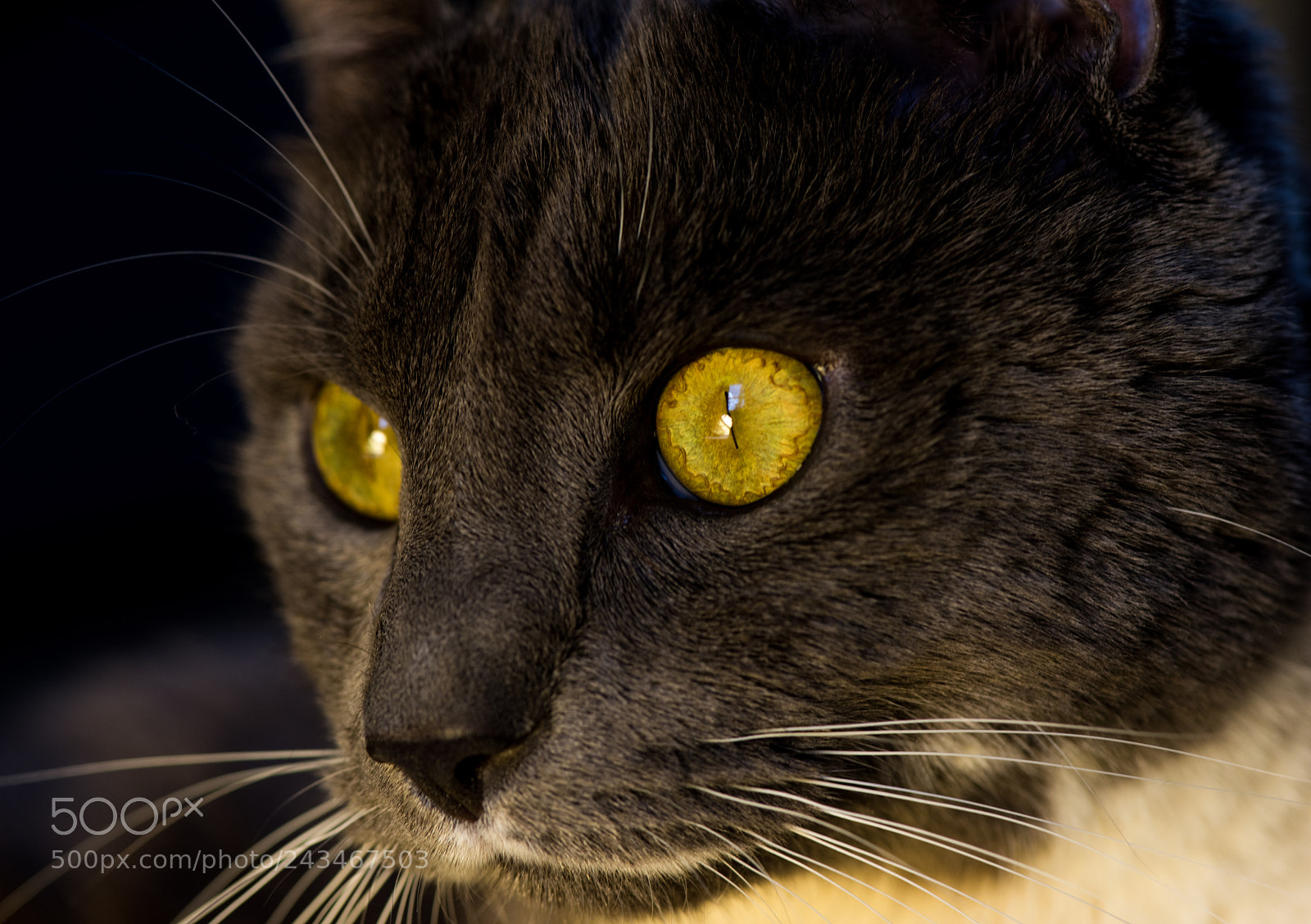 Nikon D810 sample photo. Gratuitous cat photo photography