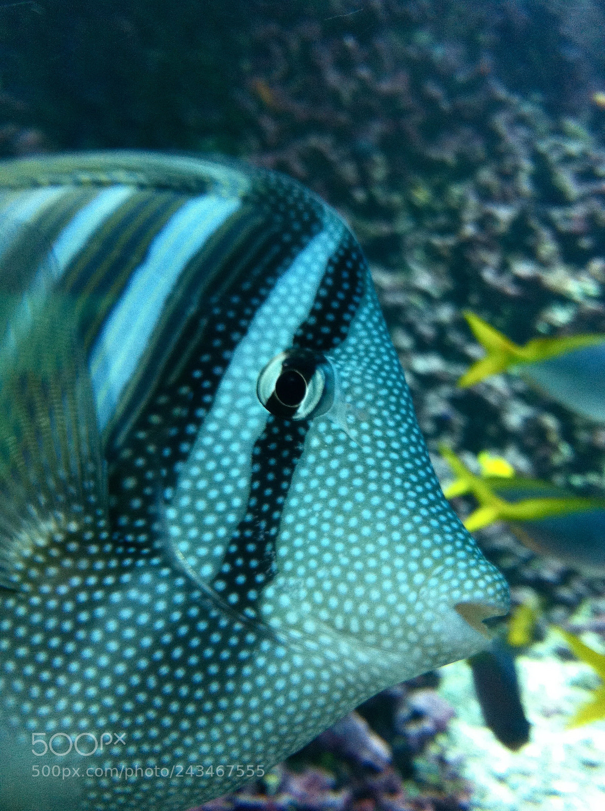 Apple iPhone 4 sample photo. Aquarium fish photography