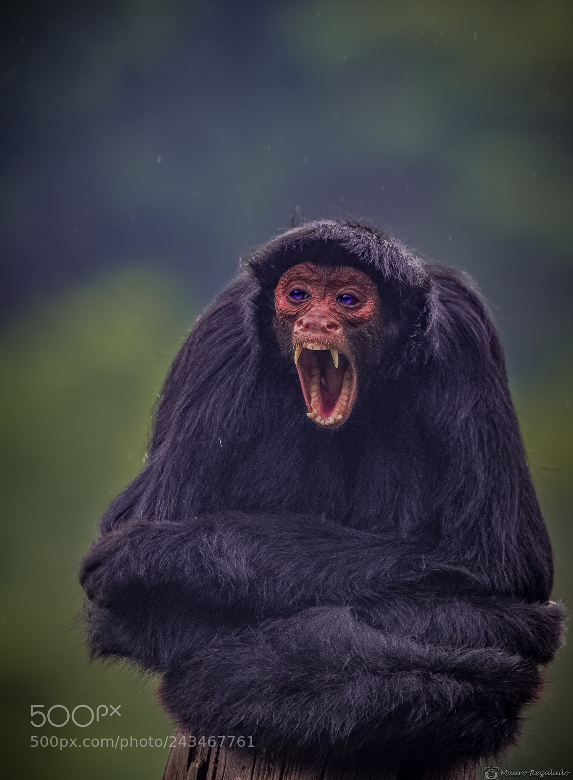 Canon EOS 60D sample photo. Macaco aranha de cara photography