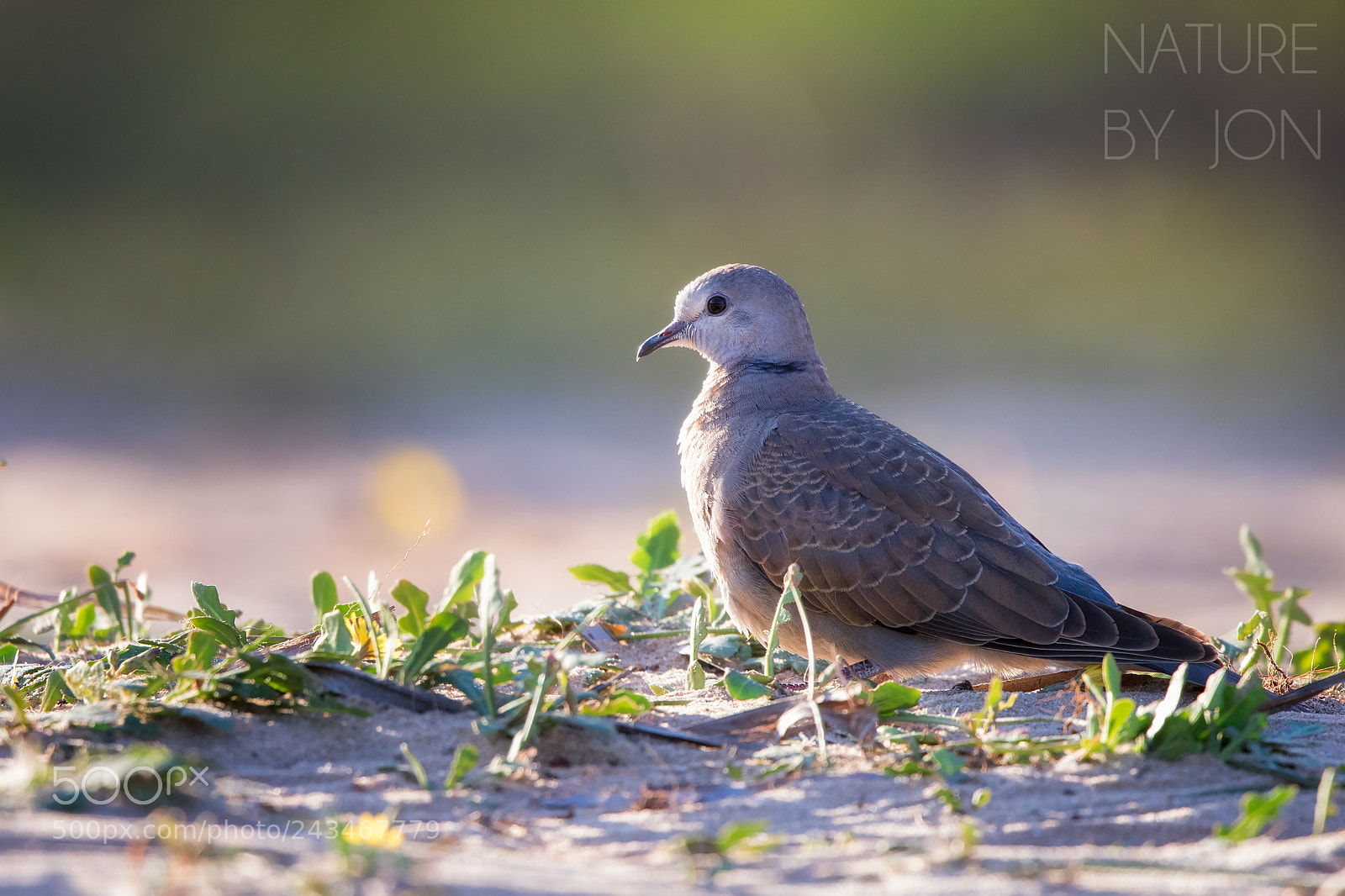 Canon EOS 7D Mark II sample photo. Red turtle dove photography
