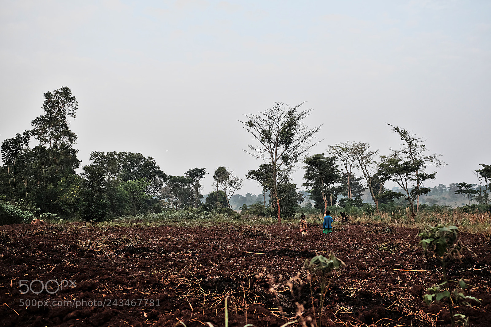 Fujifilm X-T1 sample photo. Early-age early-morning harvesting photography