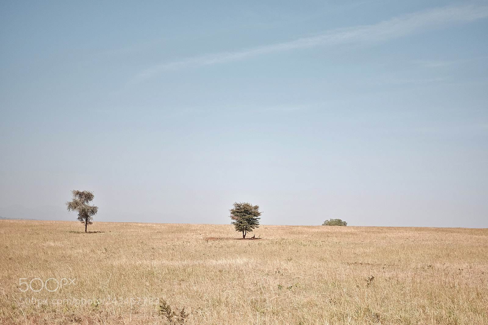 Fujifilm X-T1 sample photo. Loneliness in savana photography