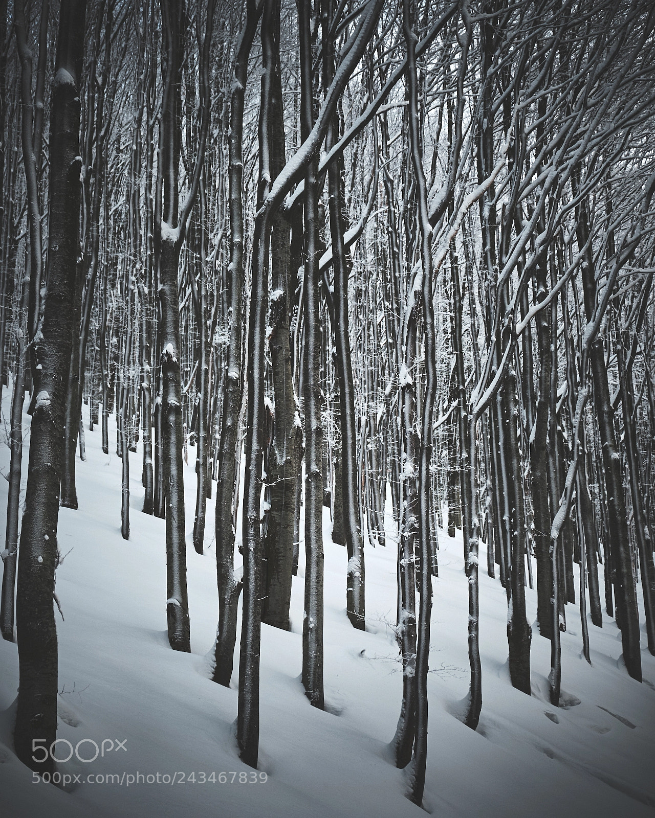 Fujifilm X-T1 sample photo. Snow rhythm photography