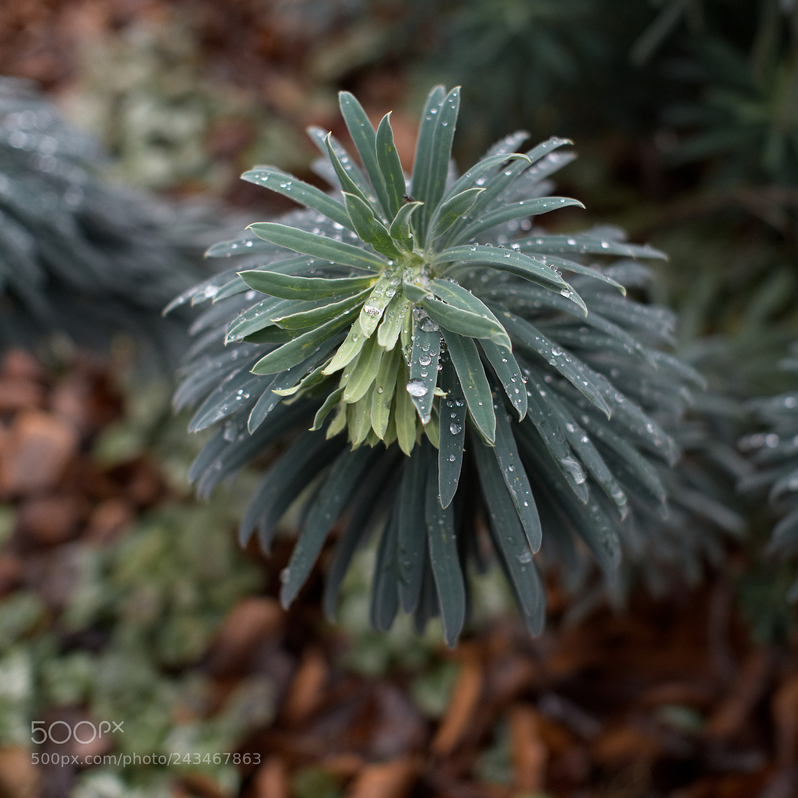 Panasonic Lumix DC-GH5 sample photo. Des larmes photography