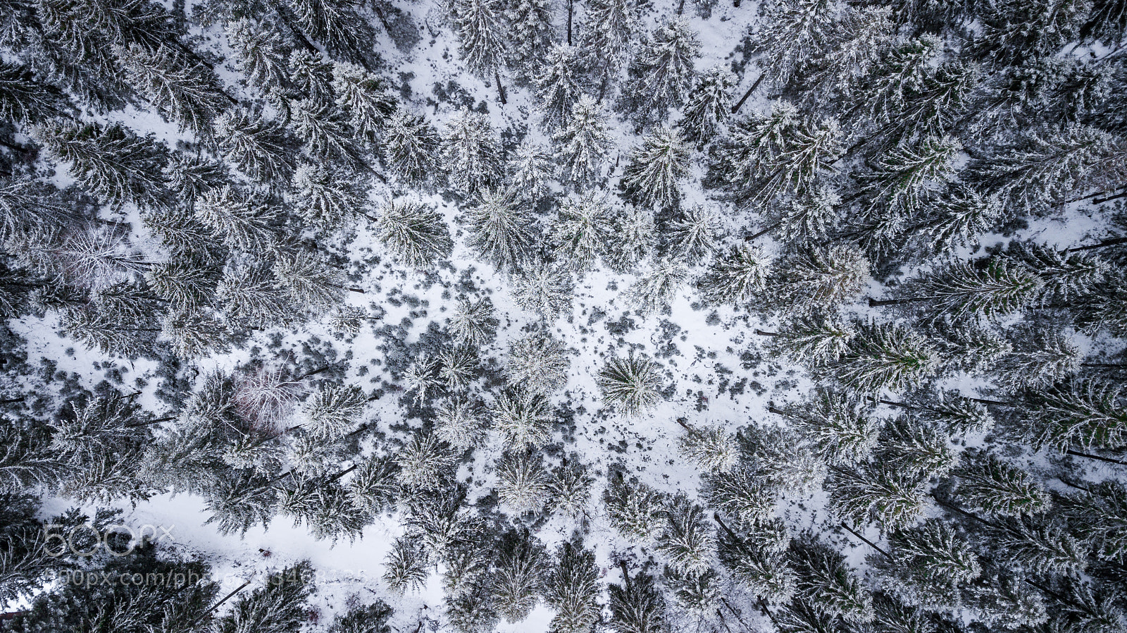 DJI FC220 sample photo. Forrestfrom above photography