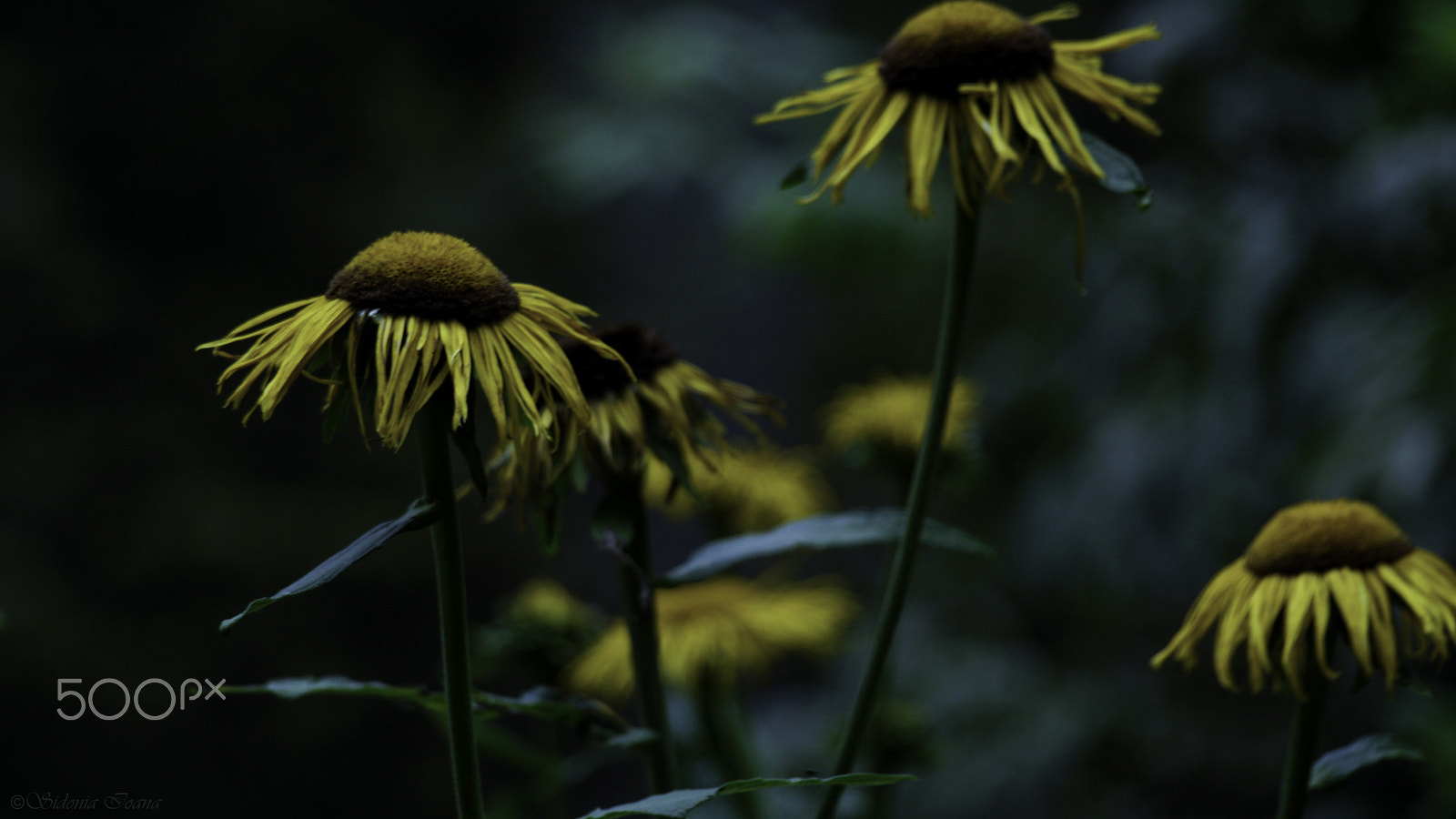 Olympus E-400 (EVOLT E-400) sample photo. "a shot in the dark, ready to fall" photography