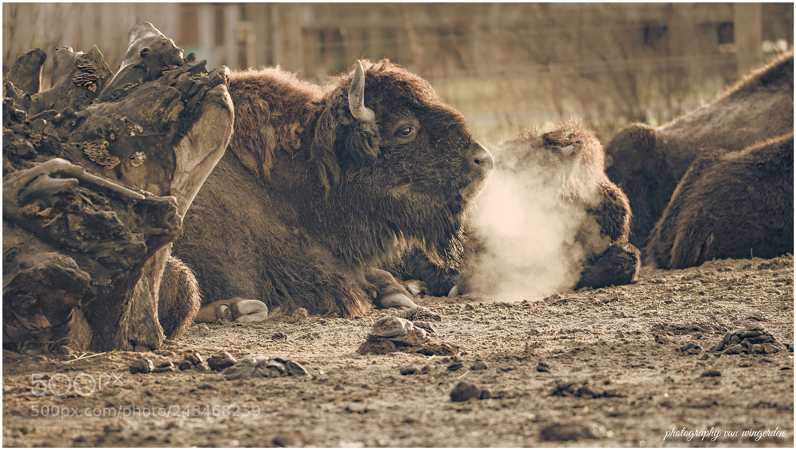 Olympus OM-D E-M1 Mark II sample photo. Bizon photography