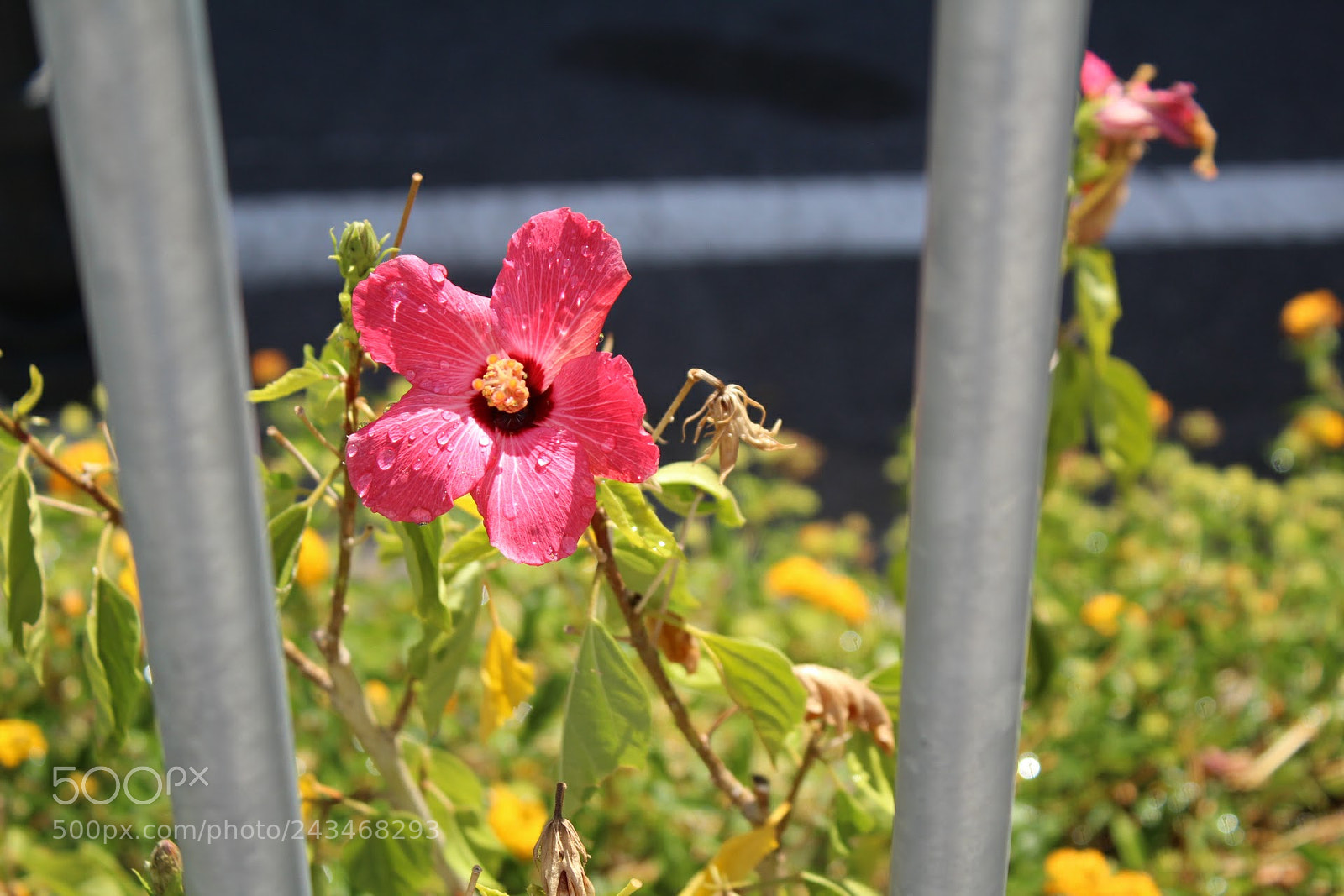 Canon EOS 1300D (EOS Rebel T6 / EOS Kiss X80) sample photo. Untitled photography