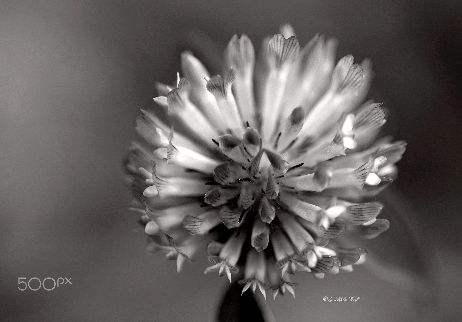 Pentax smc D-FA 100mm F2.8 Macro WR sample photo. Clover photography