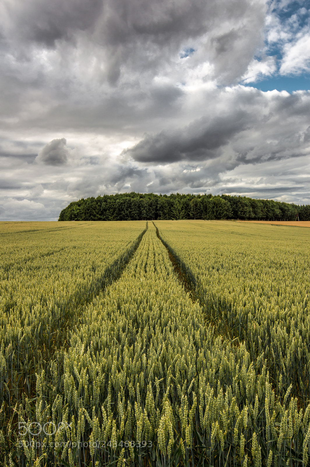 Nikon D3200 sample photo. The field photography