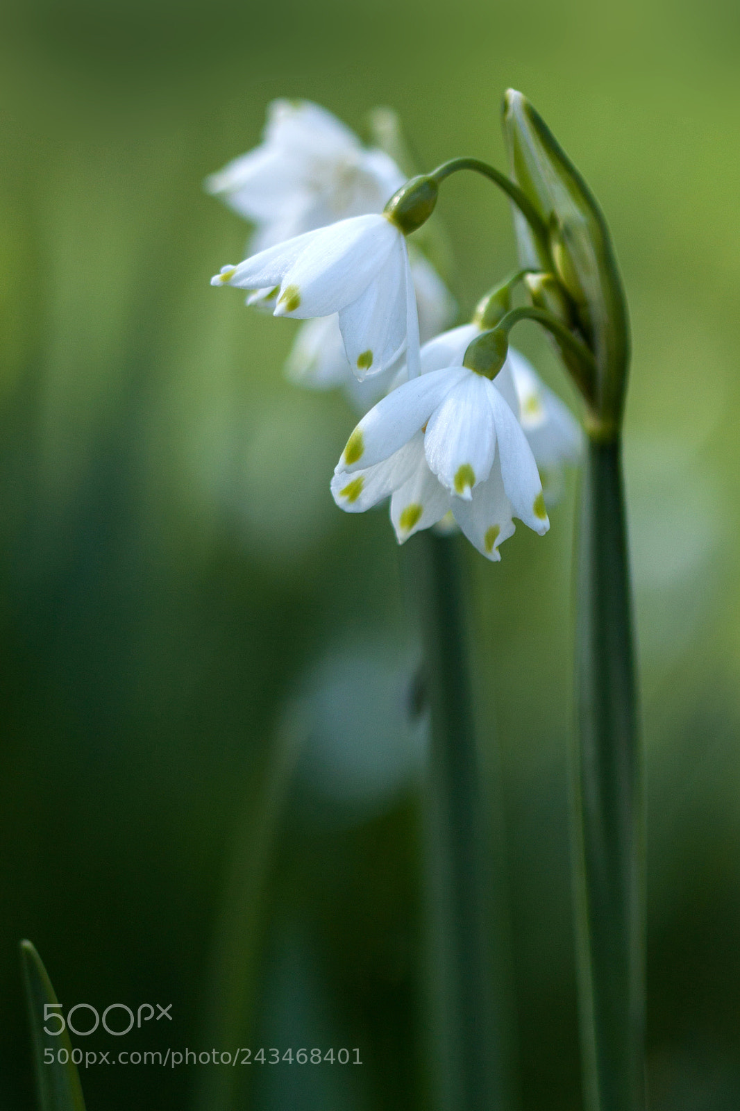 Canon EOS 50D sample photo. Les clochettes (little bells) photography