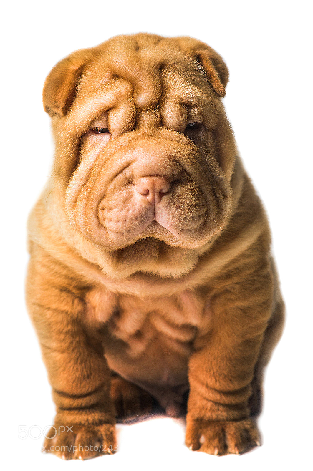 Nikon D800 sample photo. Shar pei puppy on photography
