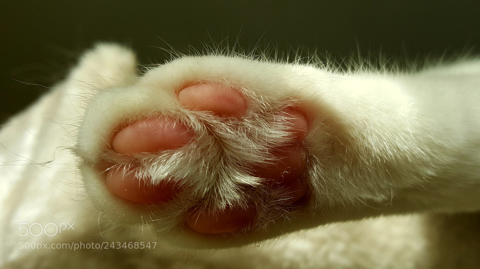 Samsung GALAXY S6 edge sample photo. Pink paw photography