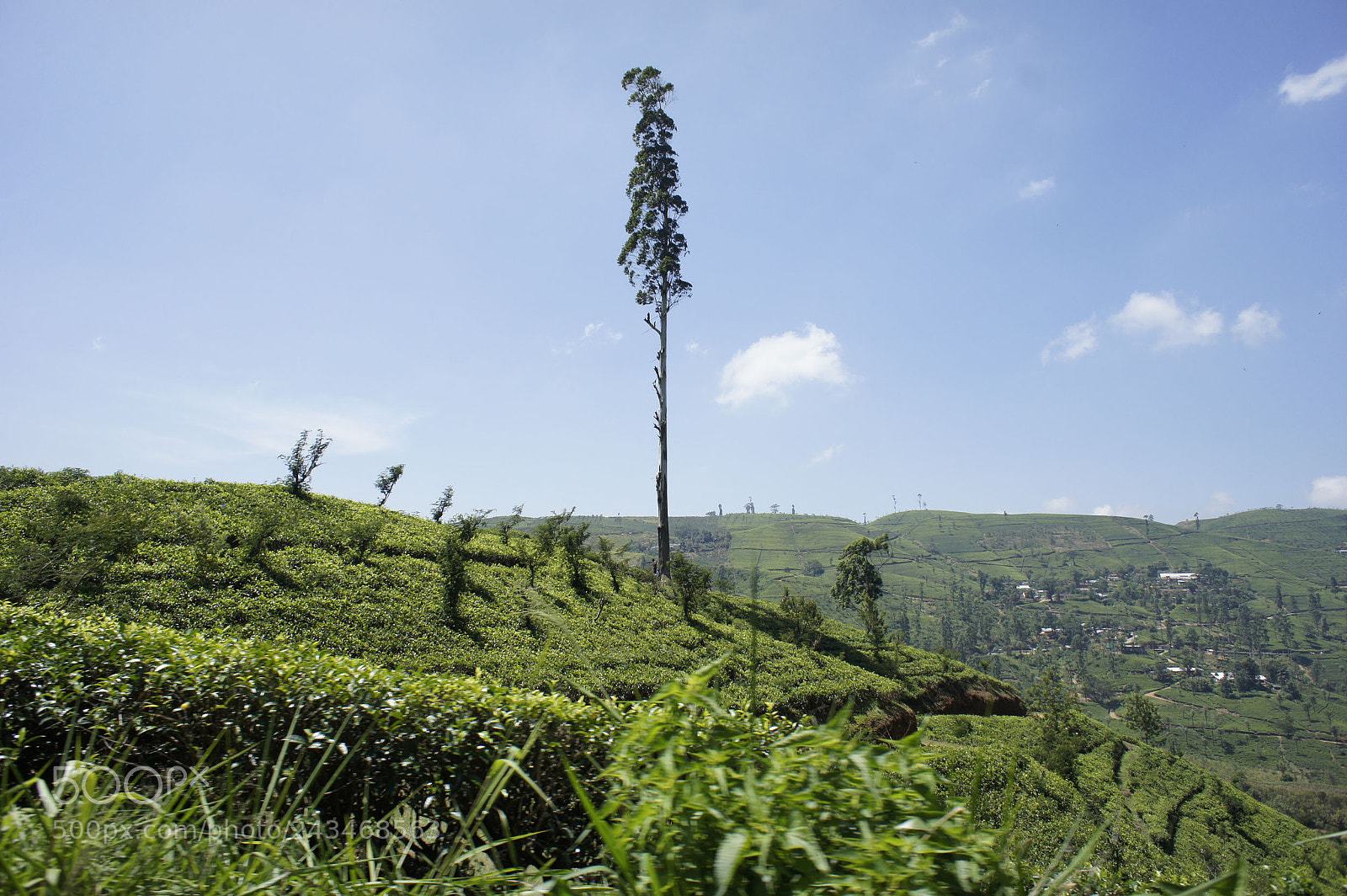 Sony Alpha NEX-5 sample photo. Sri lanka 2014, shoot photography