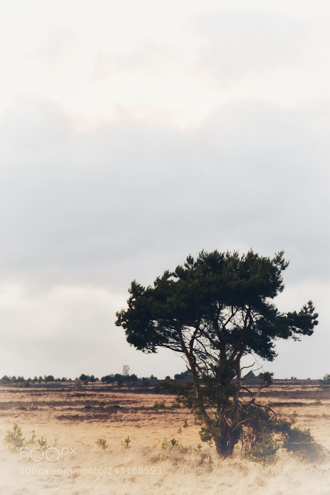 Nikon D5500 sample photo. Posbank photography