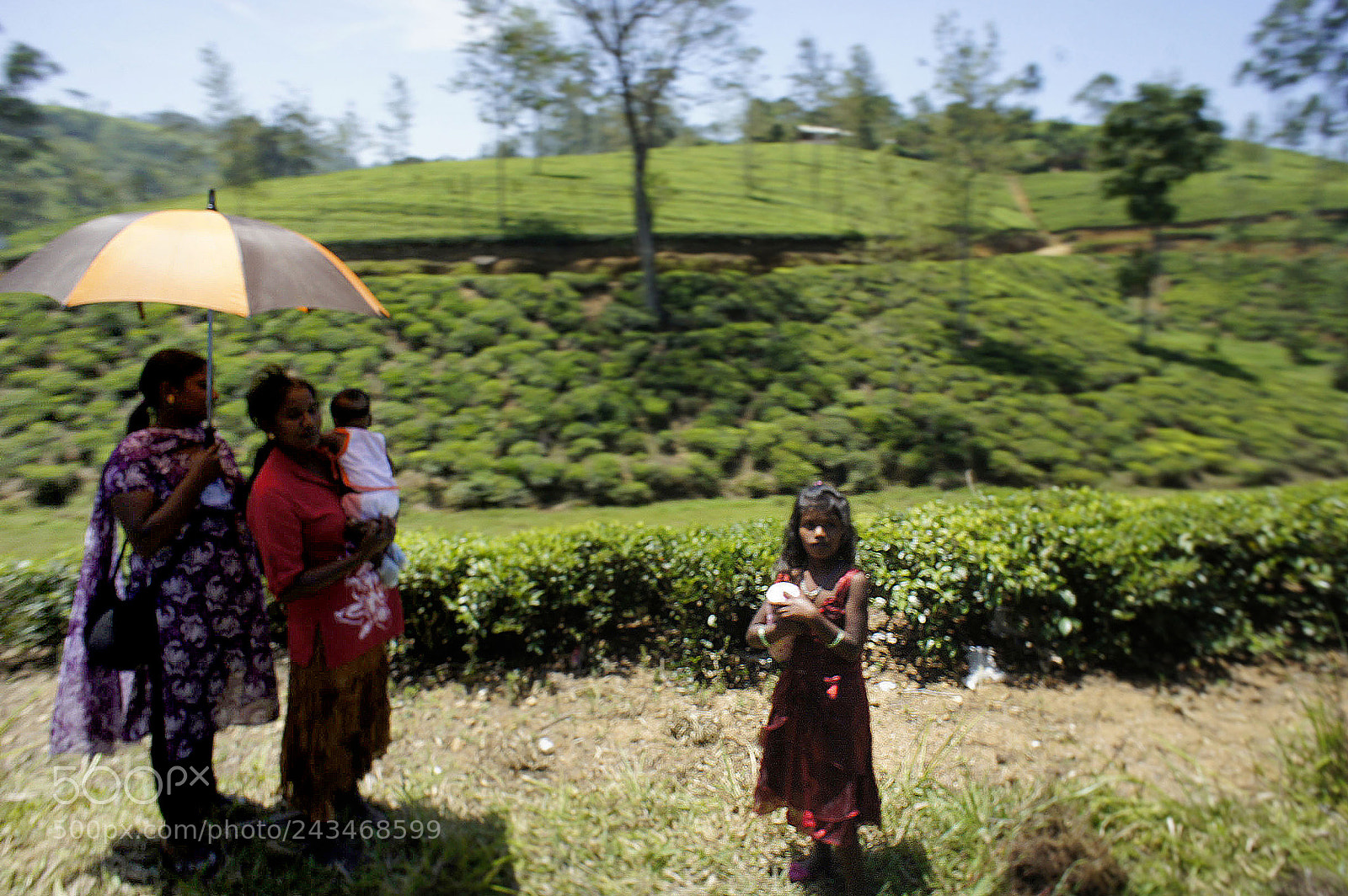 Sony Alpha NEX-5 sample photo. Sri lanka 2014, shoot photography