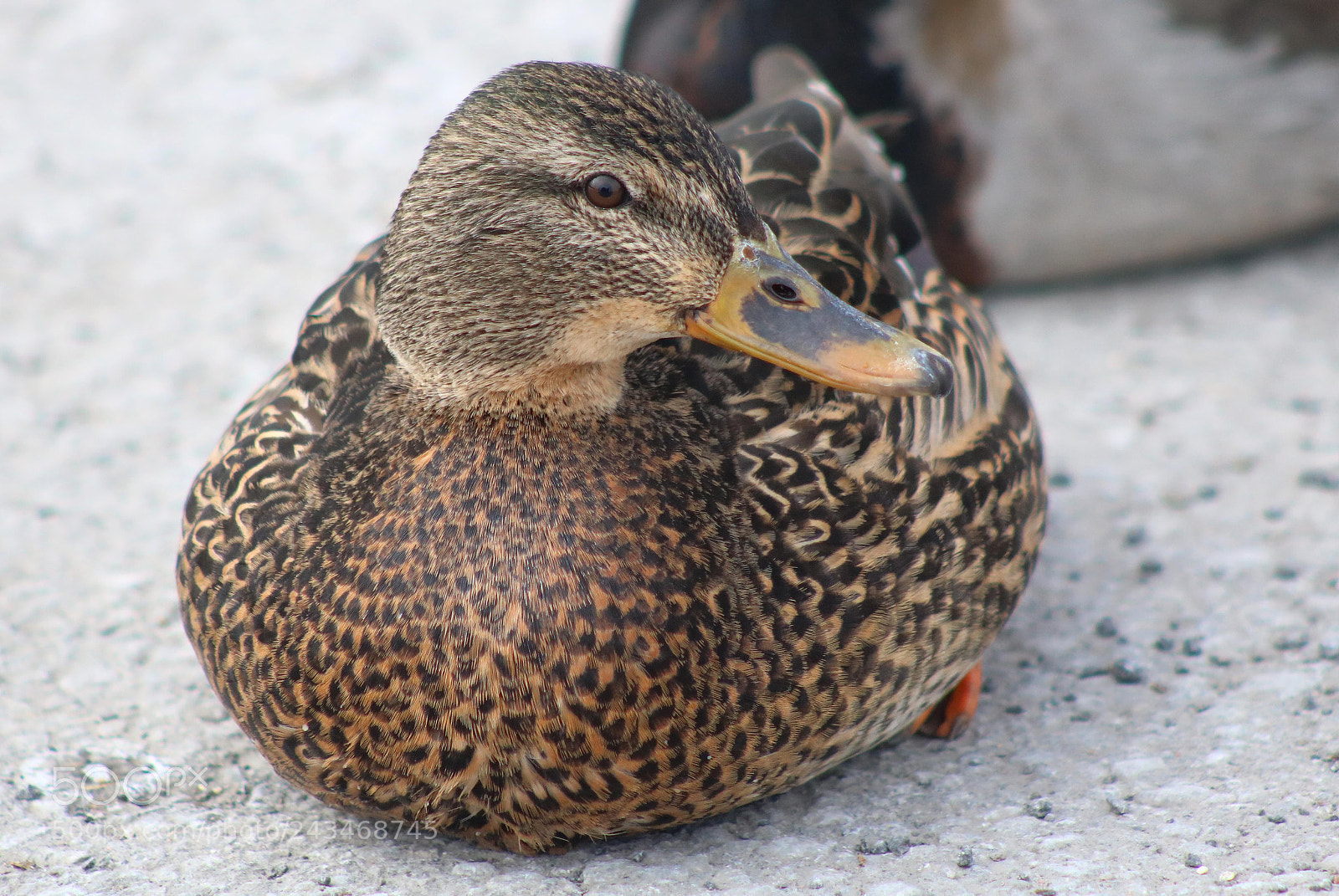 Canon EOS 760D (EOS Rebel T6s / EOS 8000D) sample photo. Duck photography