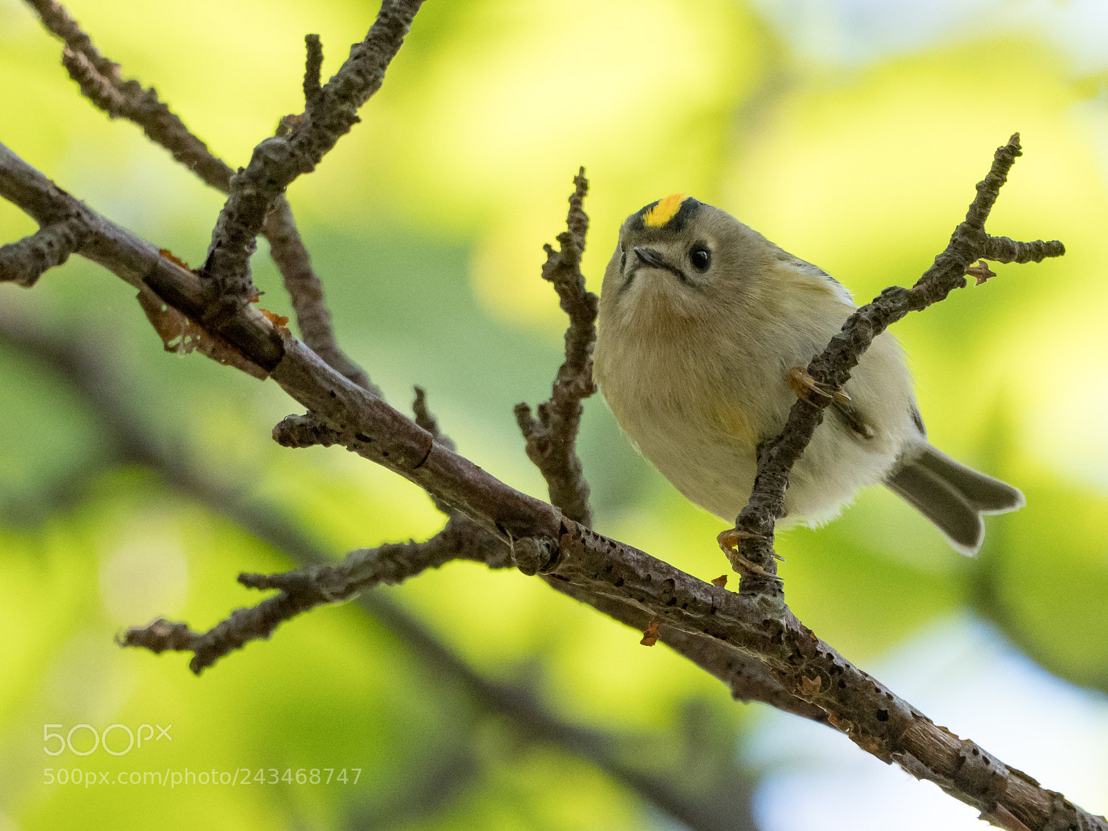 Olympus OM-D E-M1 Mark II sample photo. Goldcrest photography
