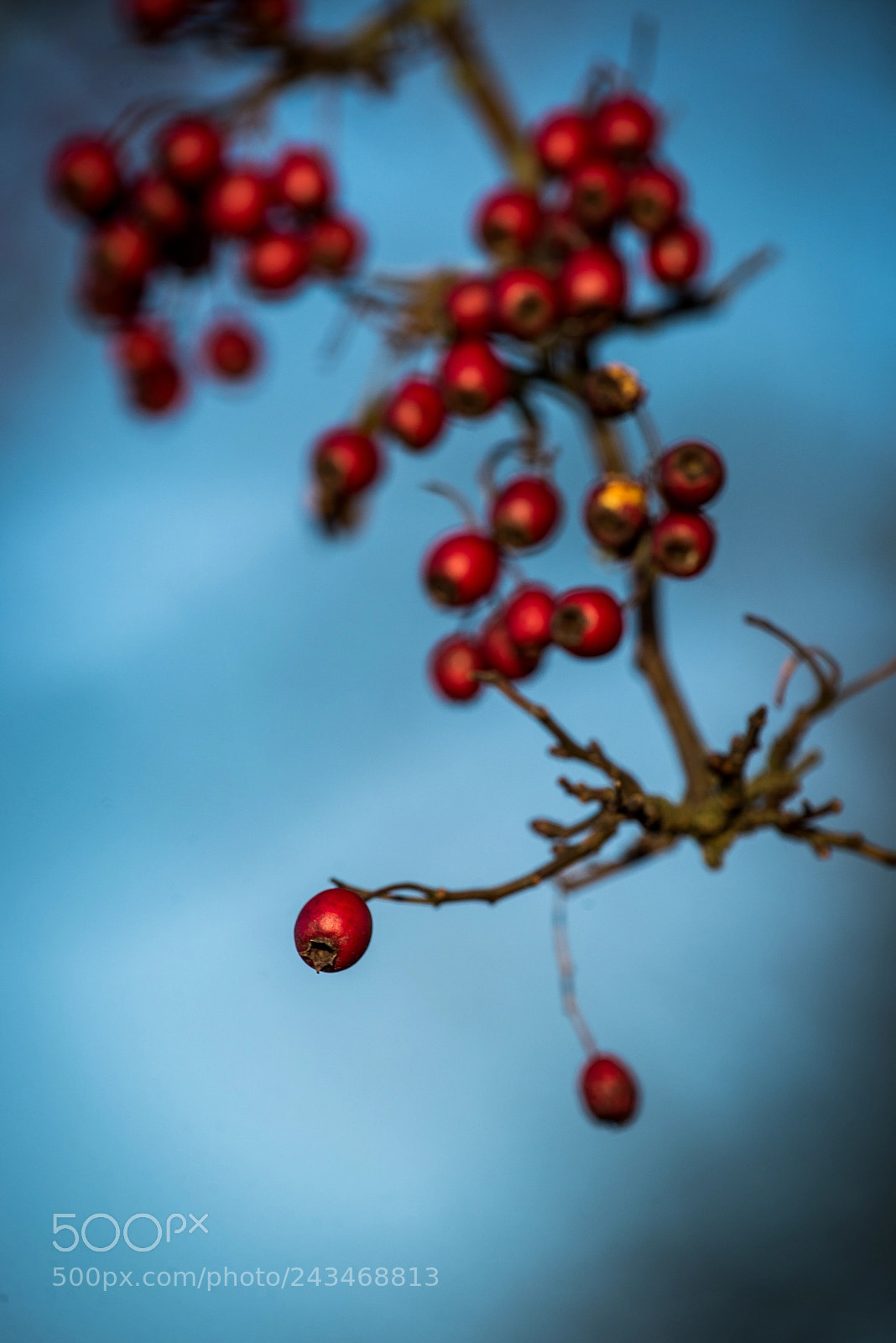 Nikon D600 sample photo. Berry photography