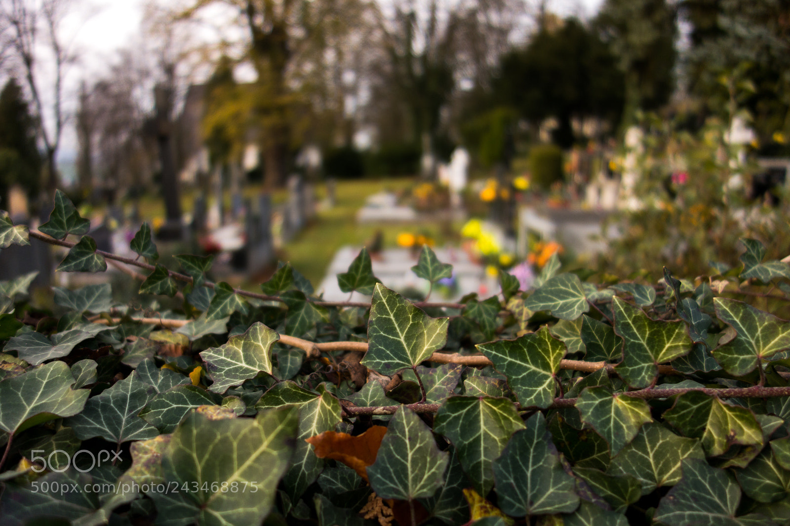 Sony Cyber-shot DSC-RX100 sample photo. Old cemetery in moravska photography
