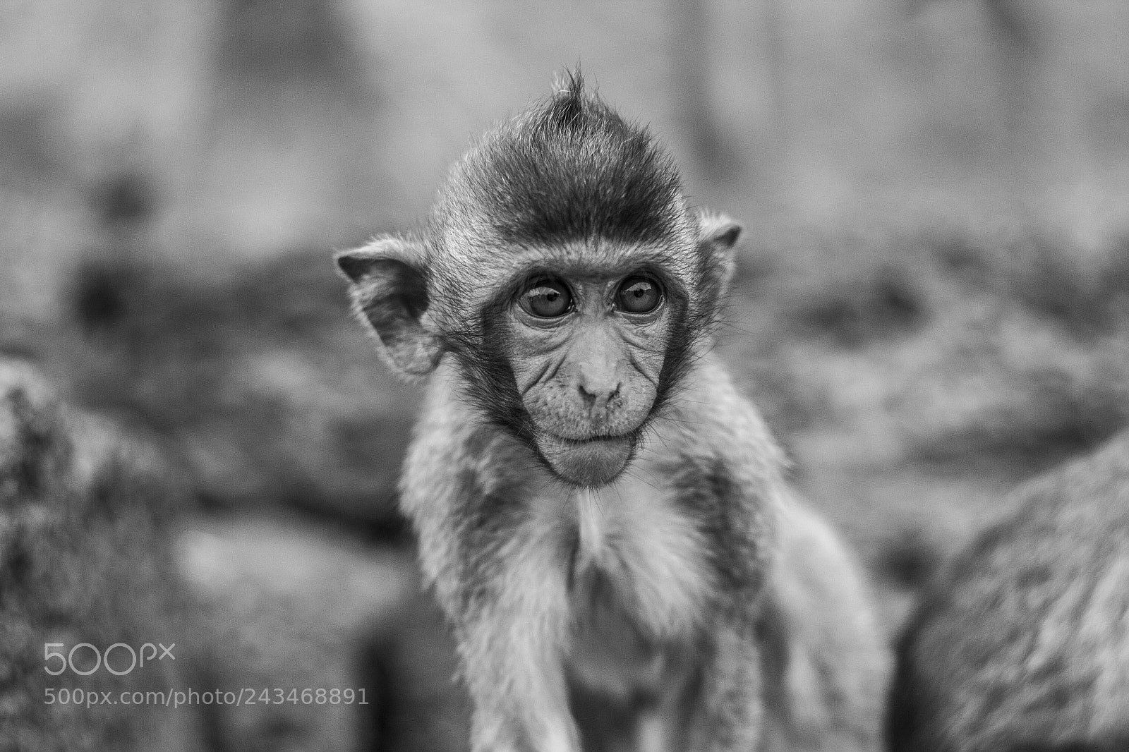 Canon EOS 60D sample photo. Monkey city photography