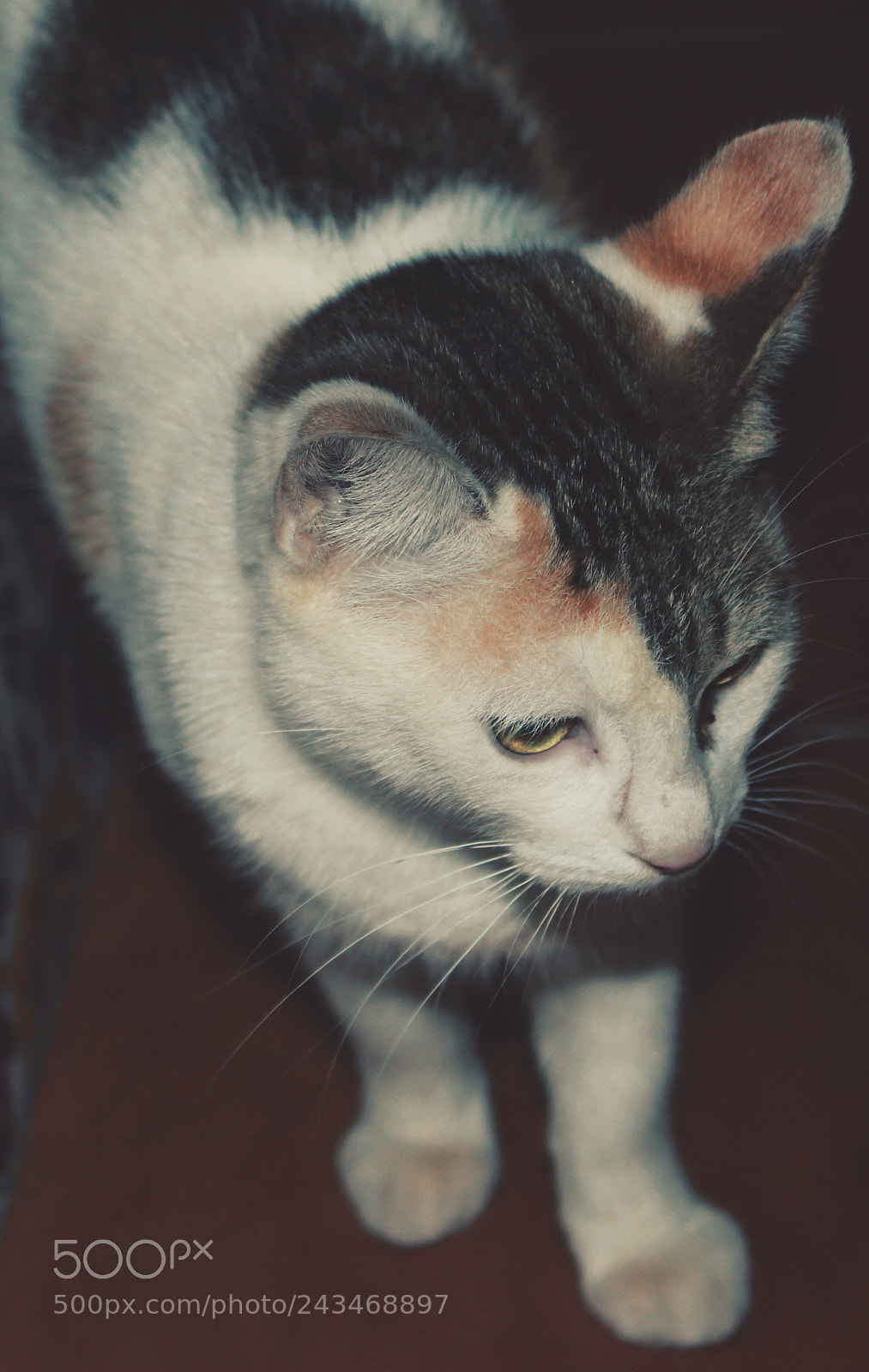 Canon EOS 100D (EOS Rebel SL1 / EOS Kiss X7) sample photo. The sad cat photography