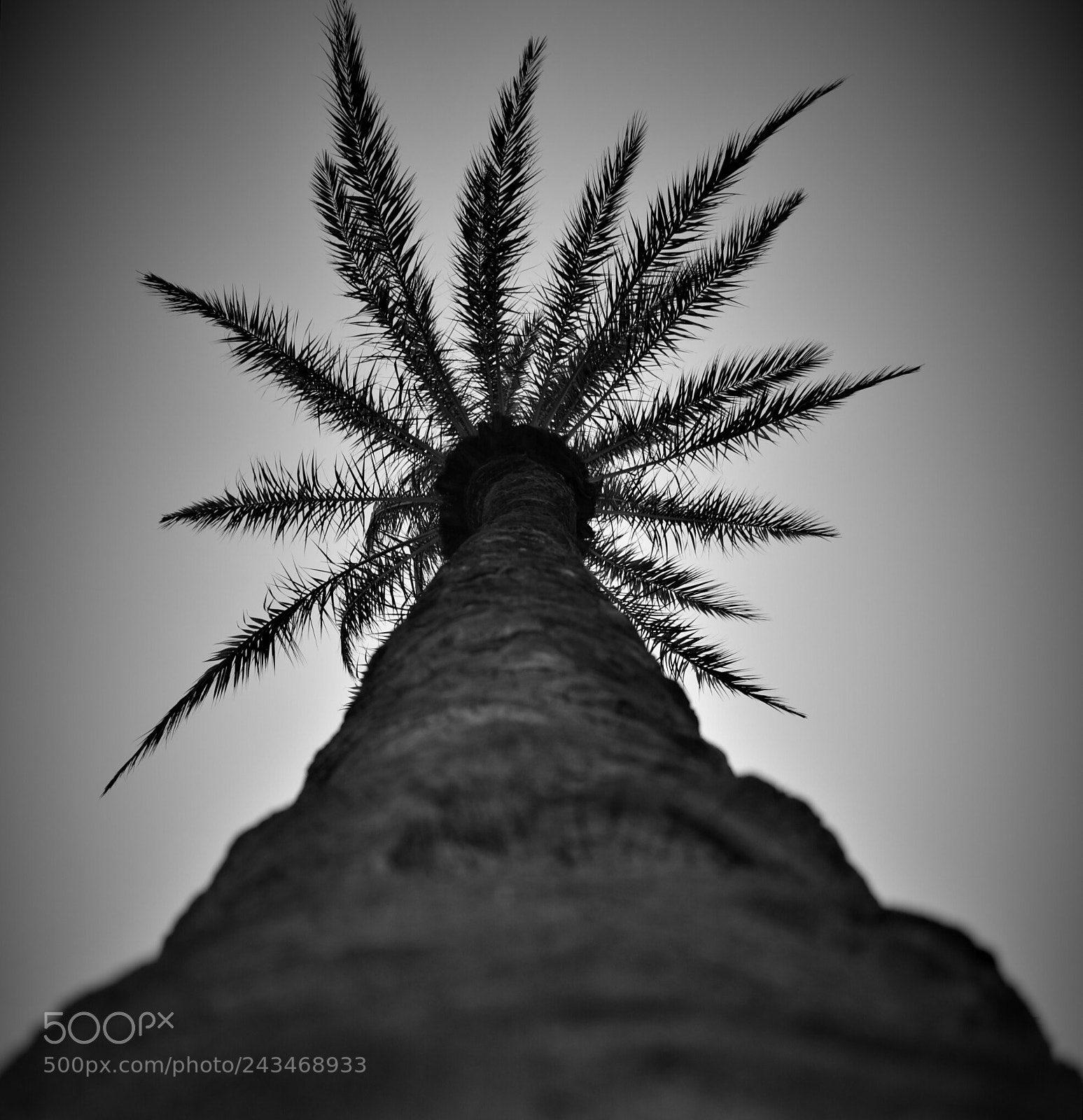 Nikon D3400 sample photo. Palm tree photography