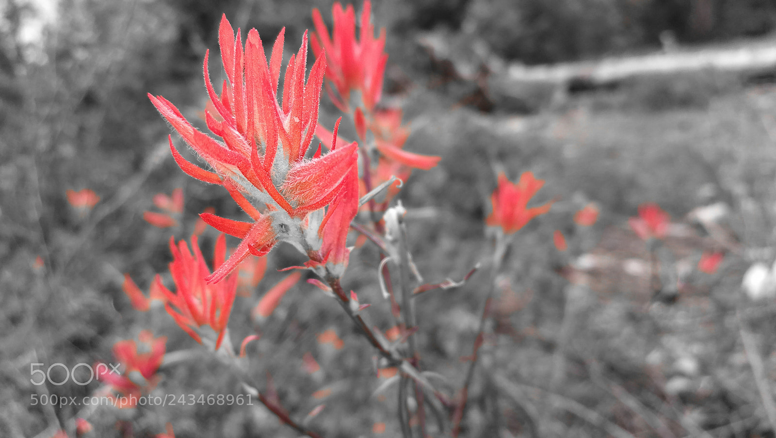 HUAWEI P10 sample photo. My first 500px picture photography