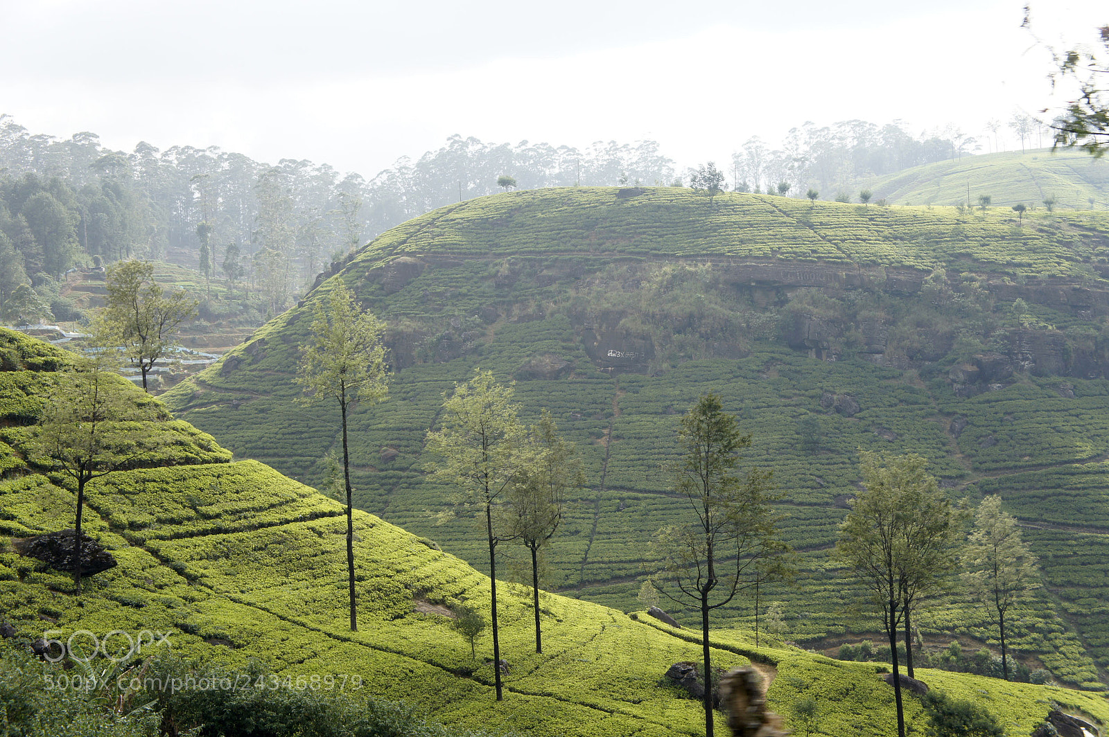 Sony Alpha NEX-5 sample photo. Sri lanka 2014, shoot photography