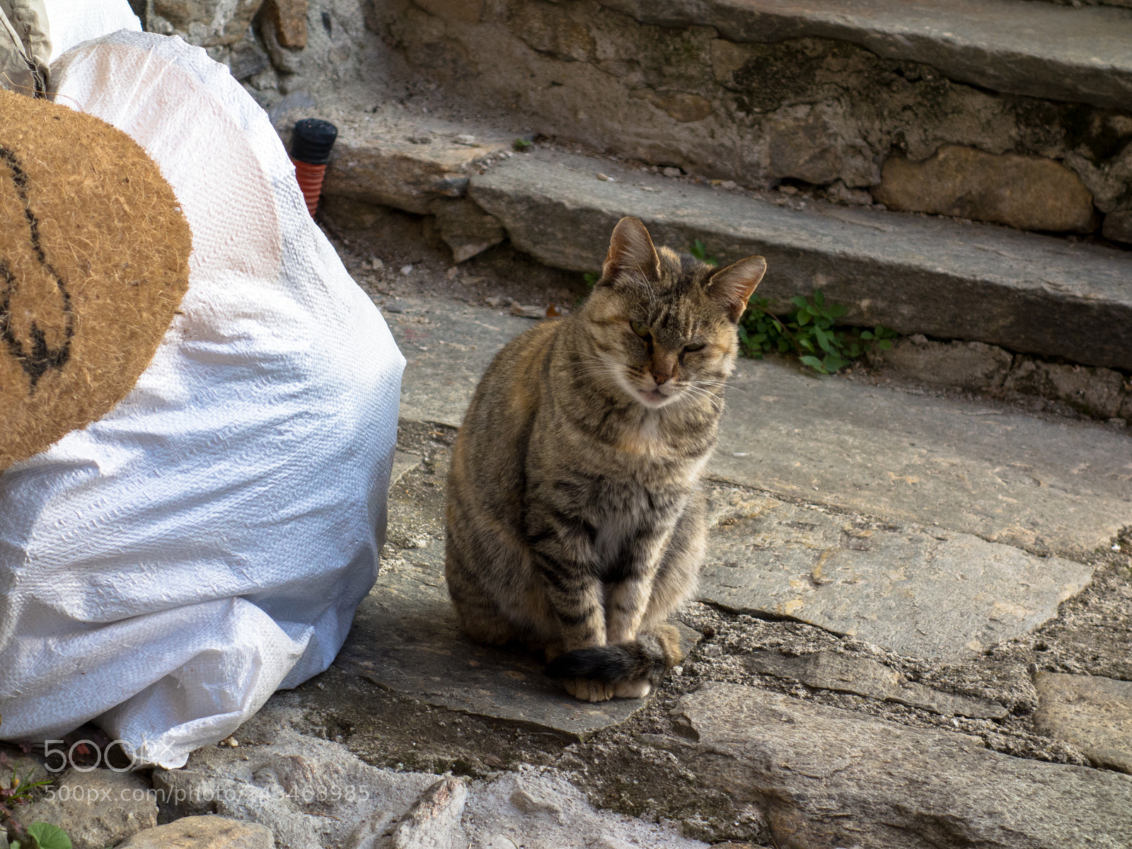 Sony Cyber-shot DSC-RX100 sample photo. Cat from chiavenna photography