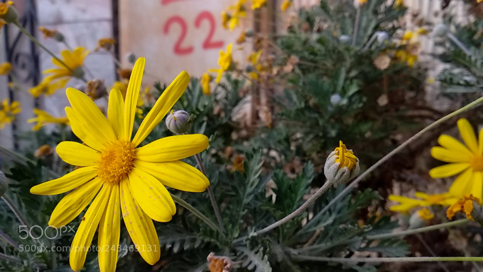 Xiaomi Mi A1 sample photo. Sunflower photography
