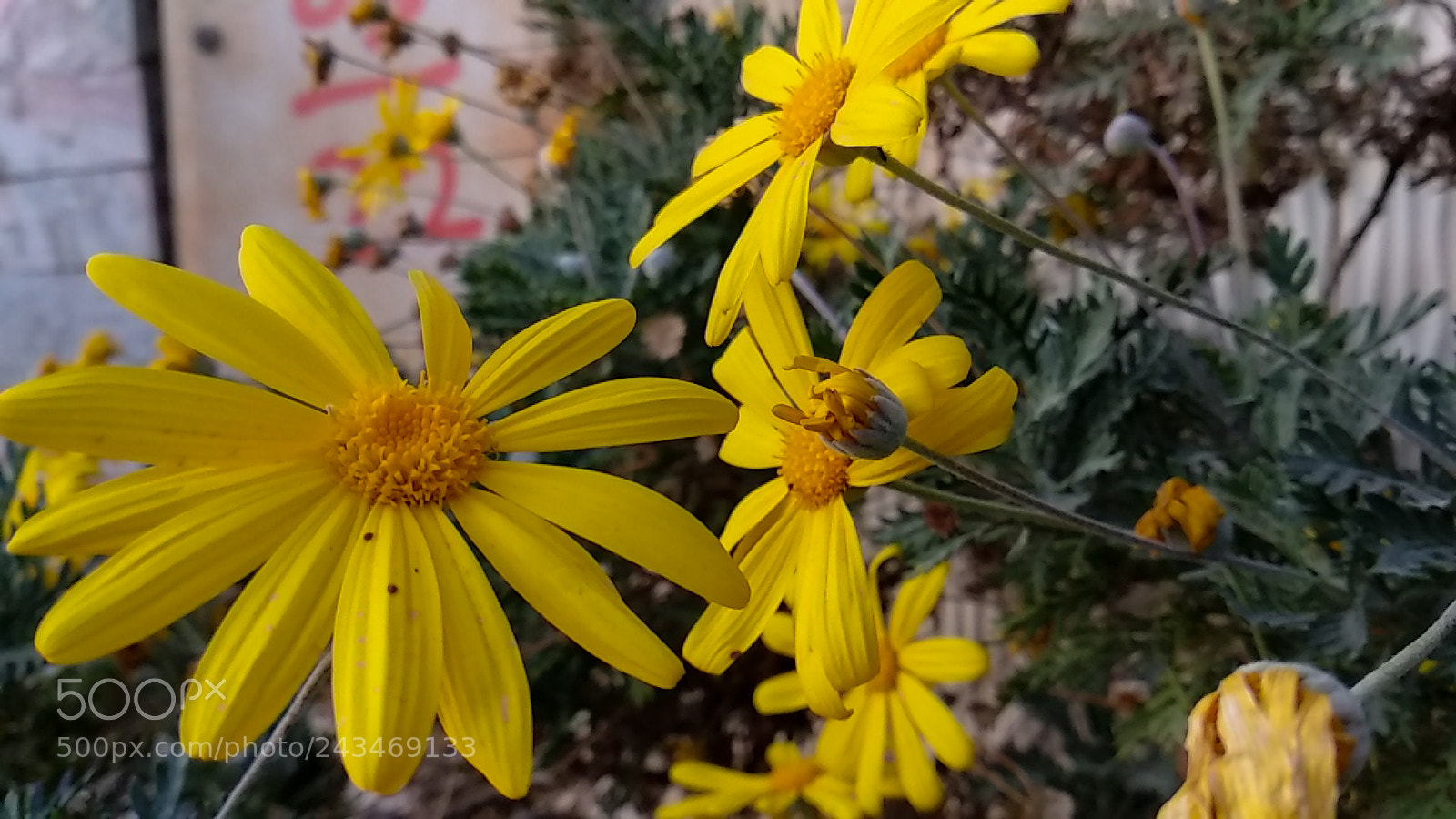 Xiaomi Mi A1 sample photo. Get closer photography