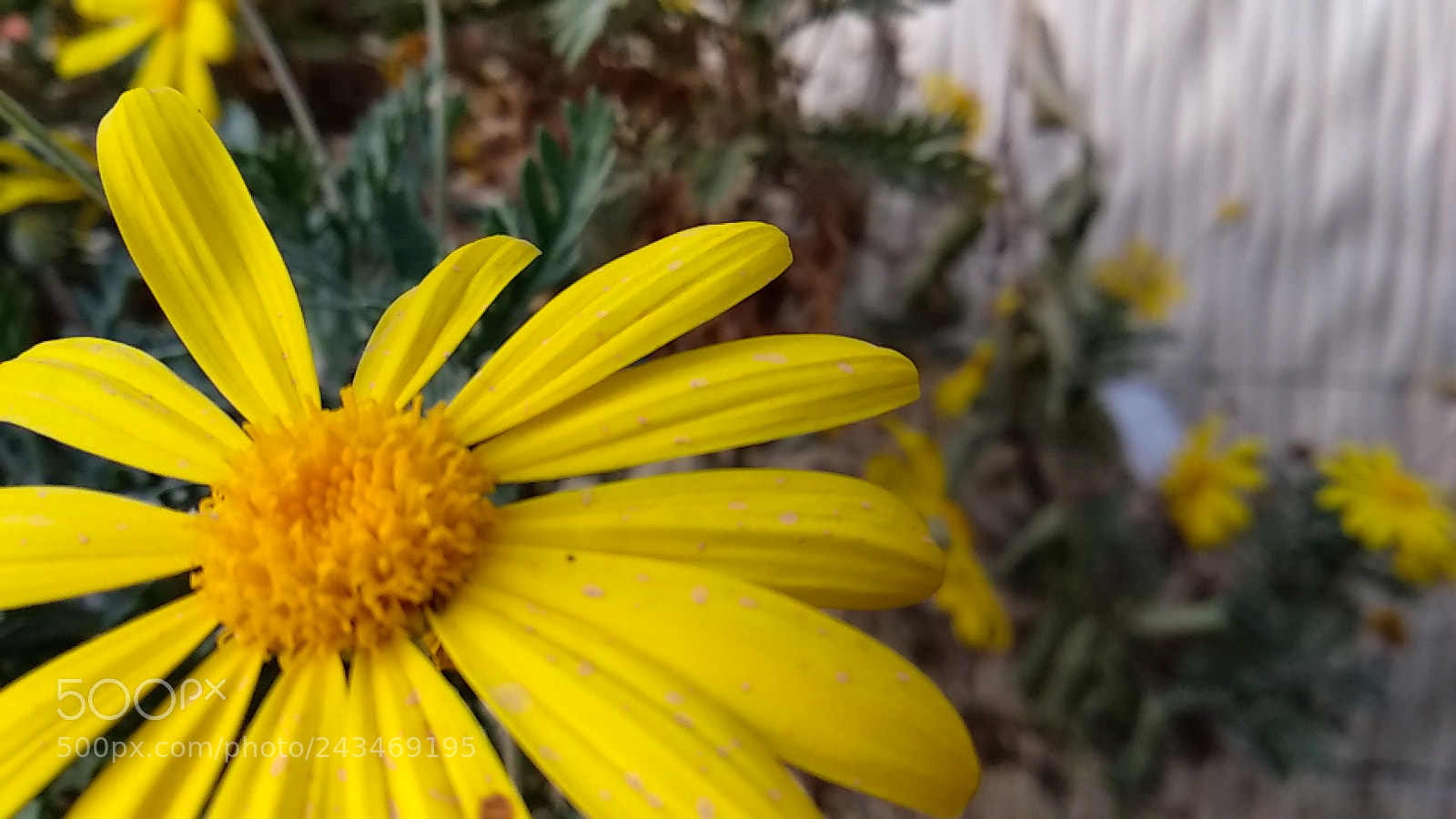 Xiaomi Mi A1 sample photo. More closer photography
