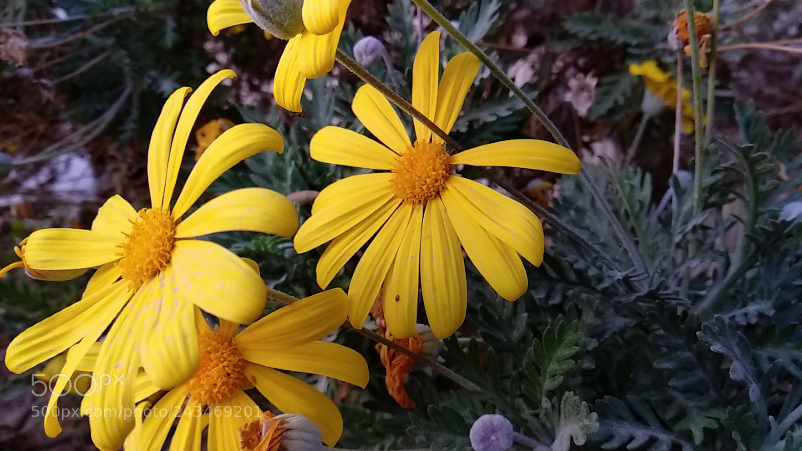 Xiaomi Mi A1 sample photo. Trying to find the photography