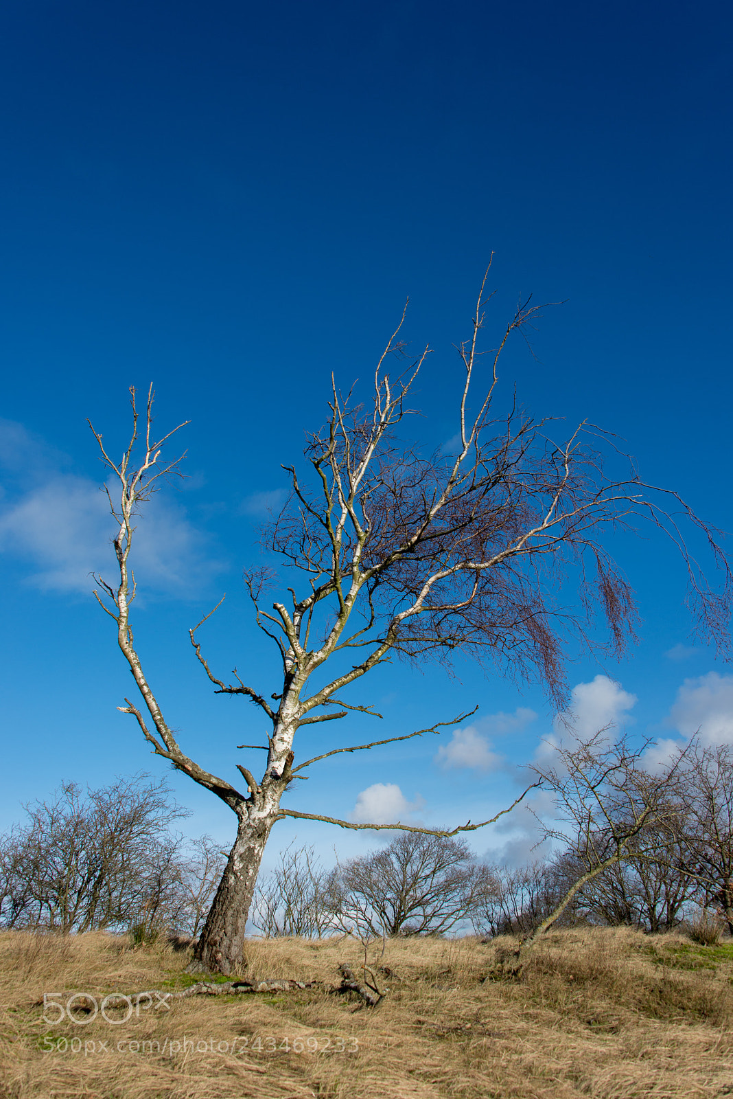 Nikon D610 sample photo. Tree photography
