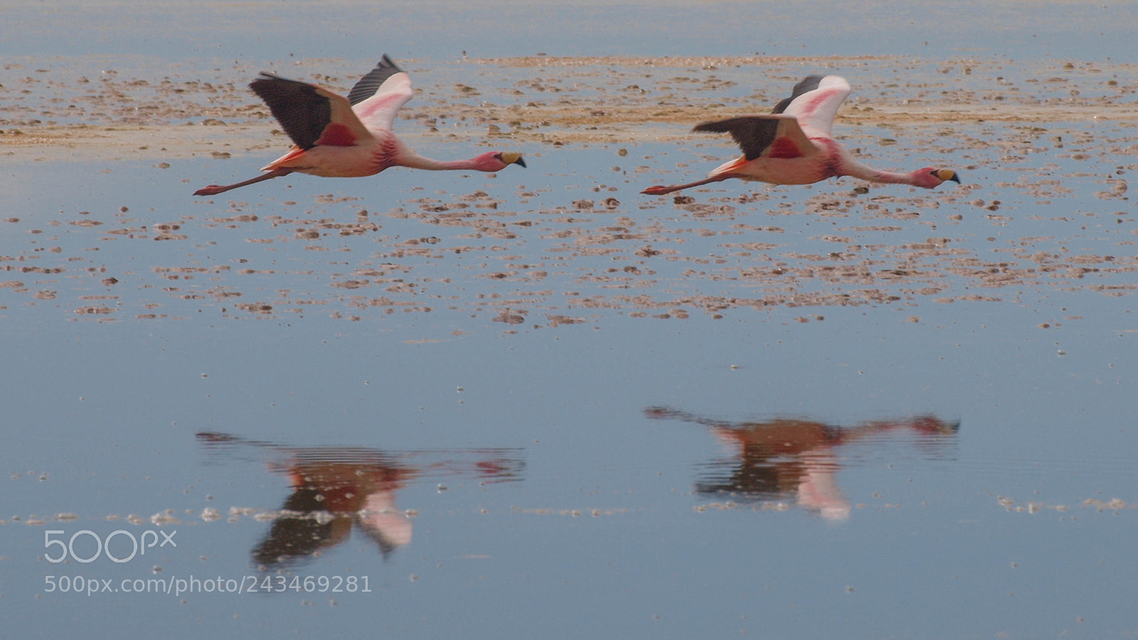 Olympus E-620 (EVOLT E-620) sample photo. Flamingos in flight photography