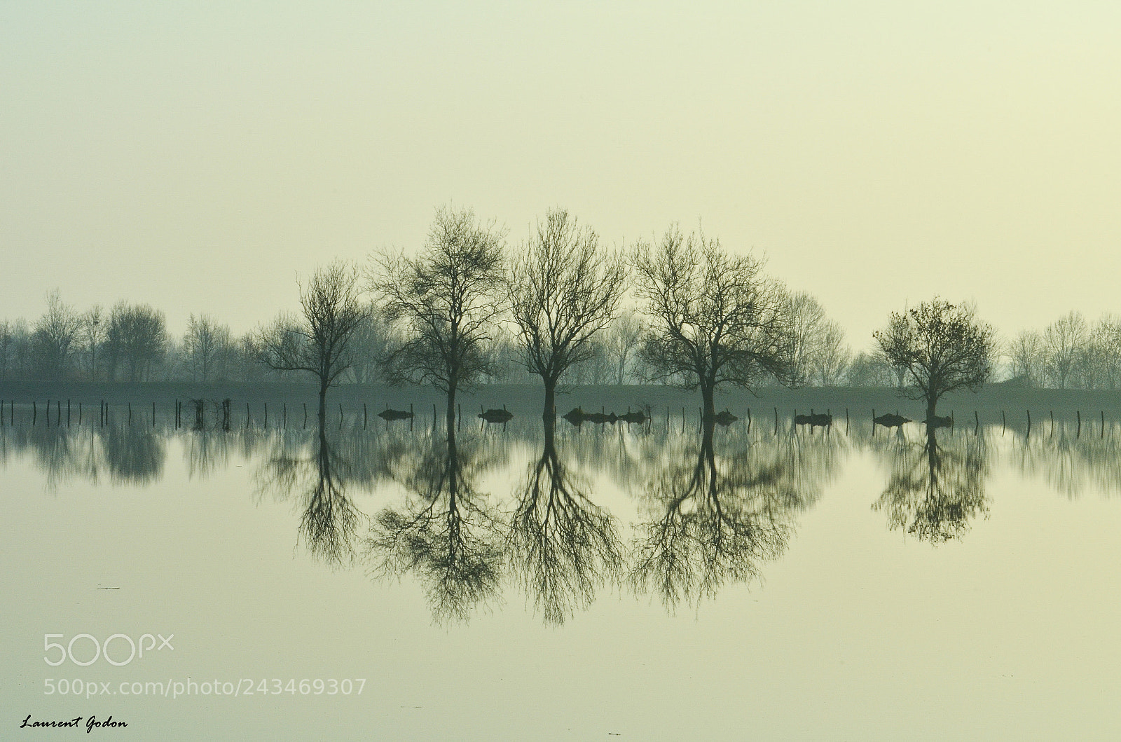 Nikon D5100 sample photo. Trees in reflection photography