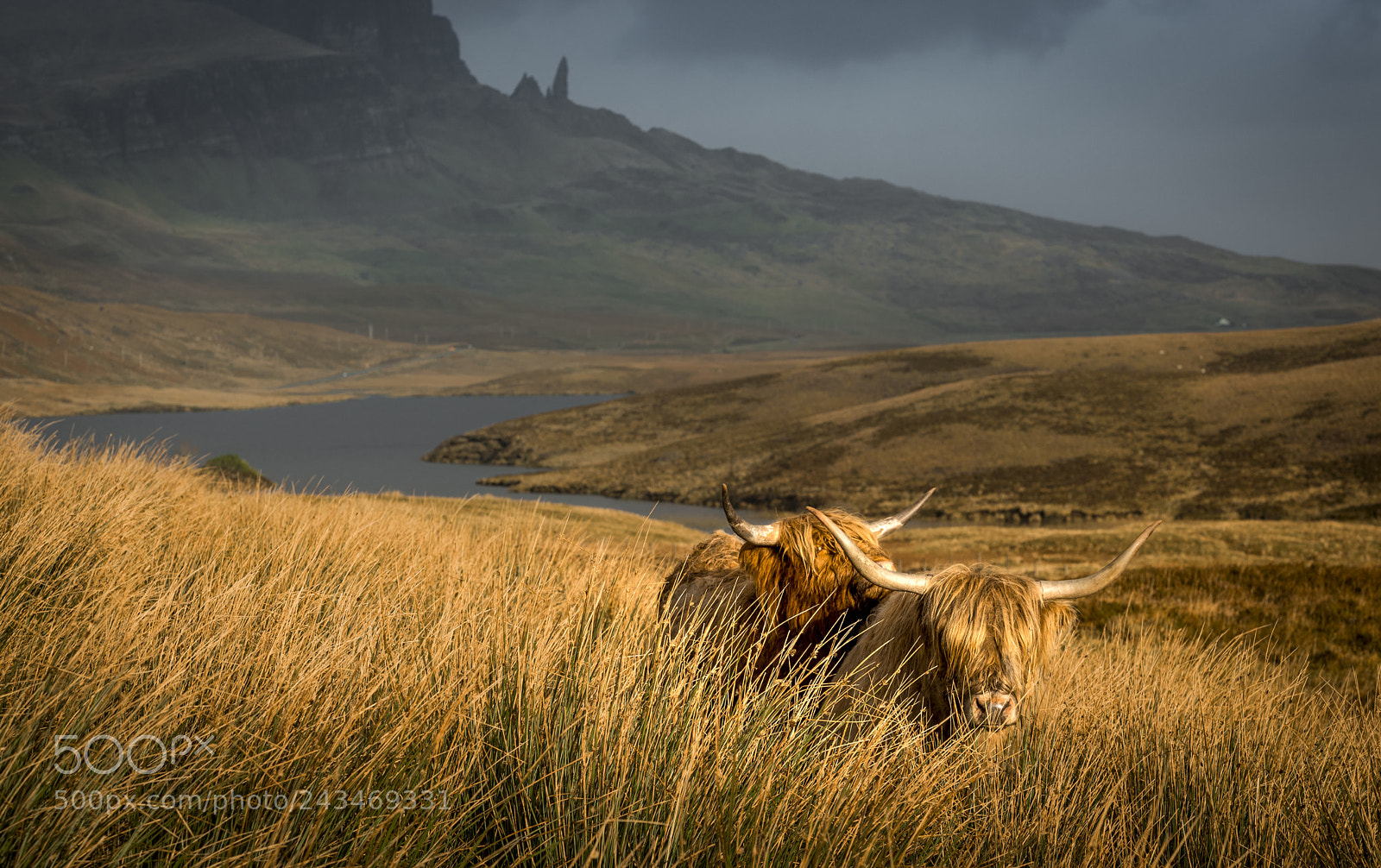 Nikon D810 sample photo. Two cows photography